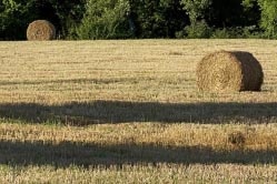 field with hay thumbnail graphic